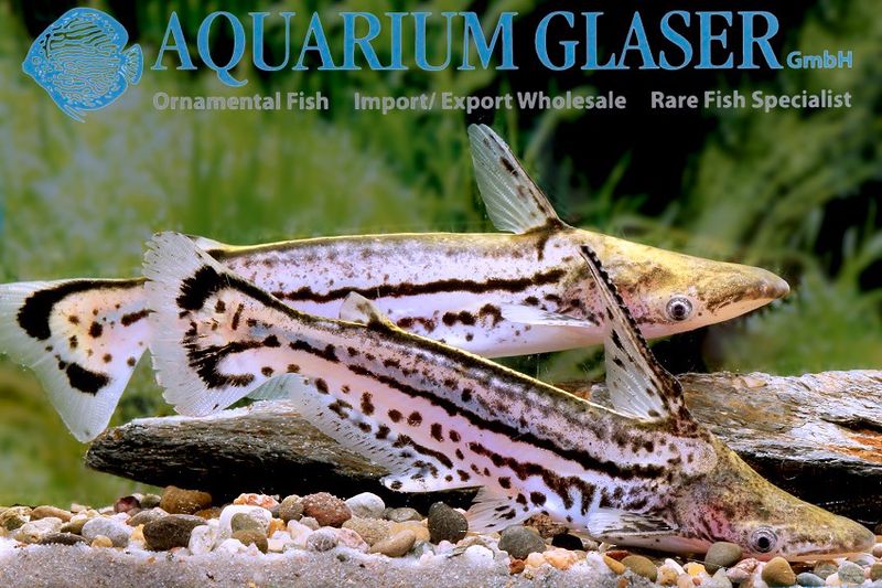 Ageneiosus magoi