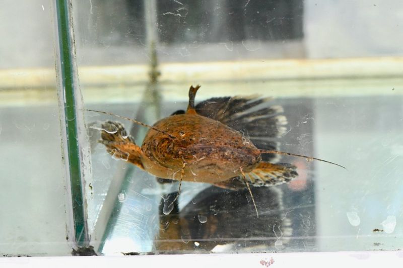 Cephalosilurus fowleri Golden rare pacamom fish 25 cm