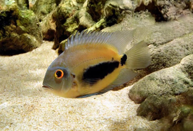 TRIANGEL CIKLID 3-5cm Uaru amphiacanthoides