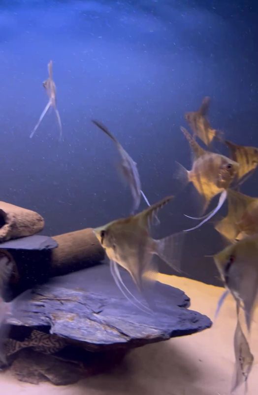 Scalare Santa Isabel (Pterophyllum scalare) 