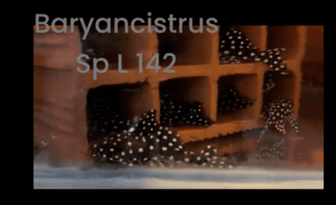 Huvudbild Baryancistrus sp. L142 (10-12 cm)